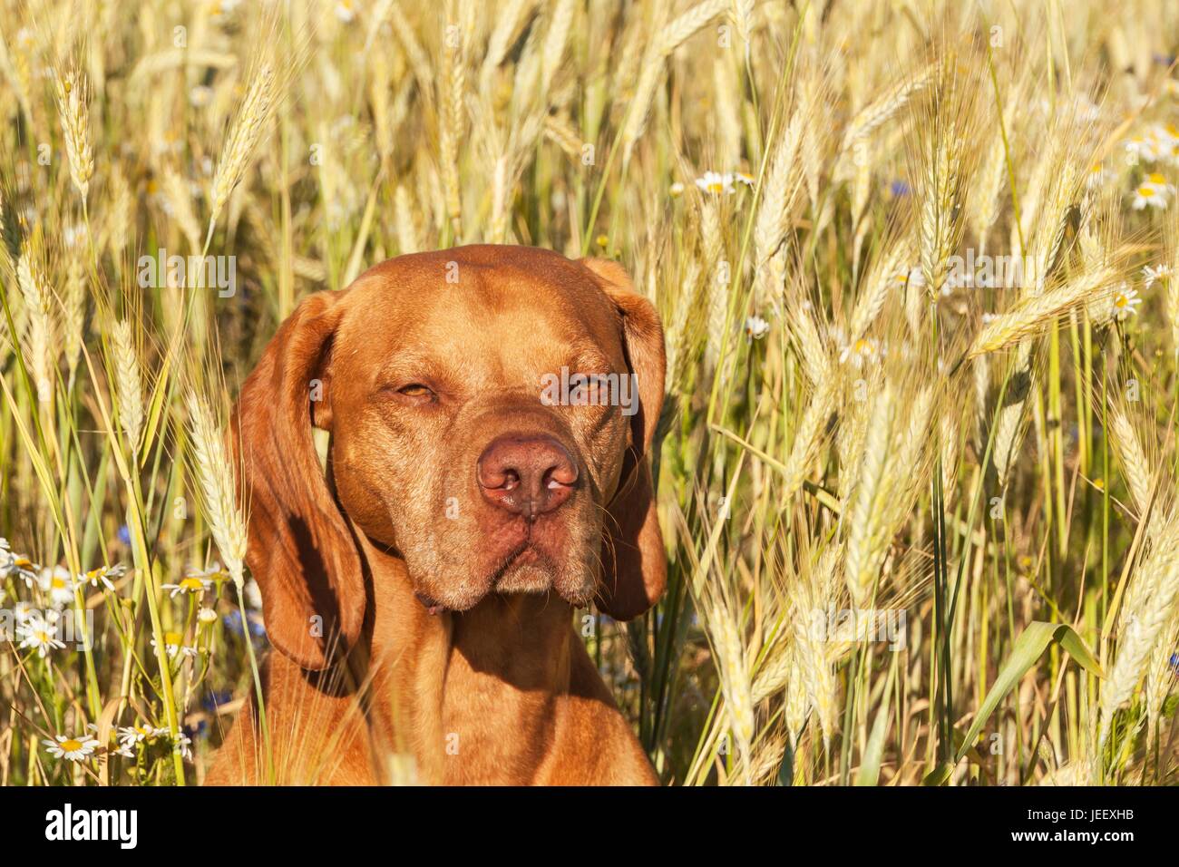 Hot evening at farm farm. Cultivation of grain. Detail of dog head. Dog in the wheaten field Stock Photo