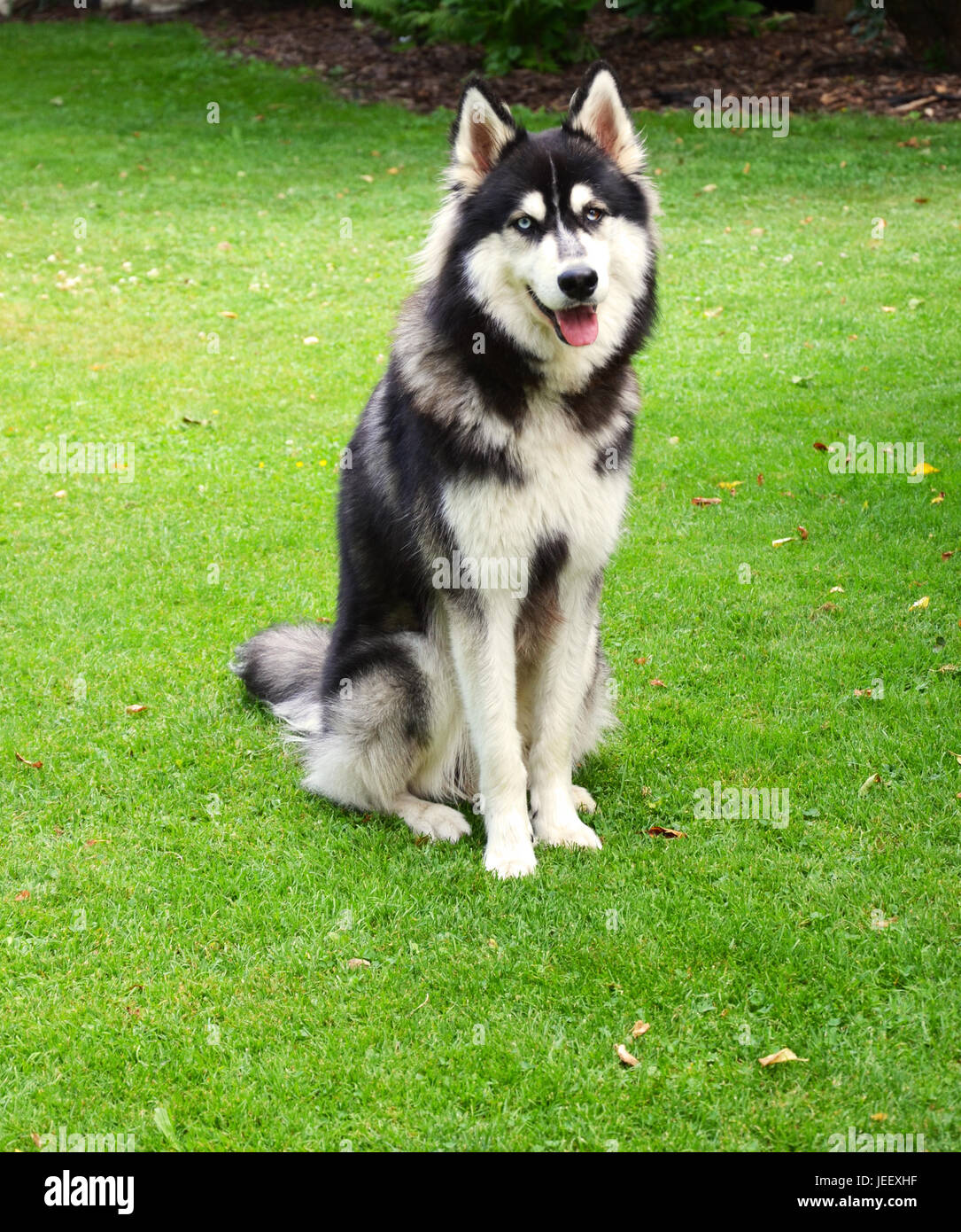 Happy Siberian Husky smiling into camera, Germany Stock Photo - Alamy