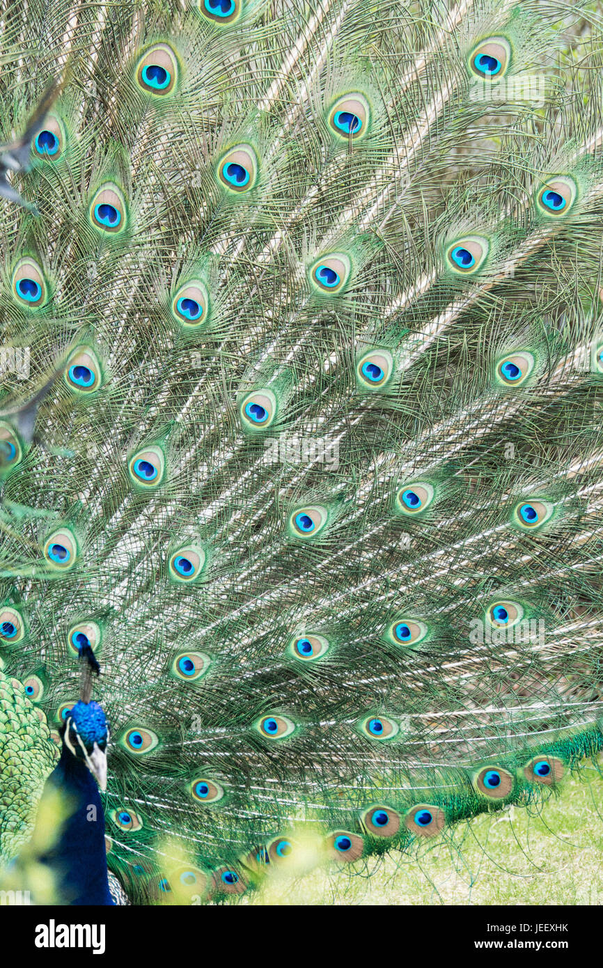 Bird feathers plumage abstract blue hi-res stock photography and images