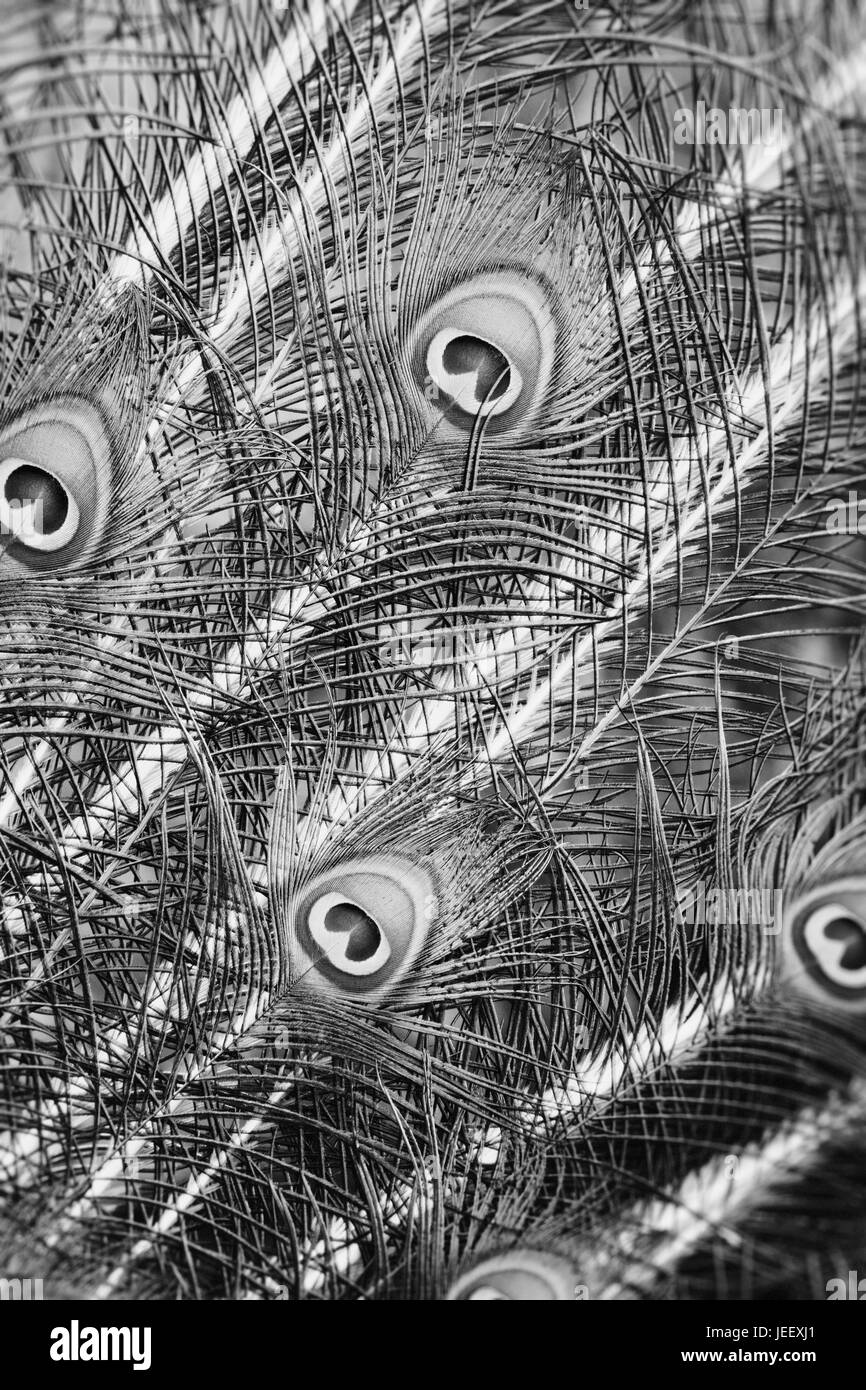 Detail of peacock feathers. Exotic bird plumage. Wildlife pattern with eyes. Stock Photo