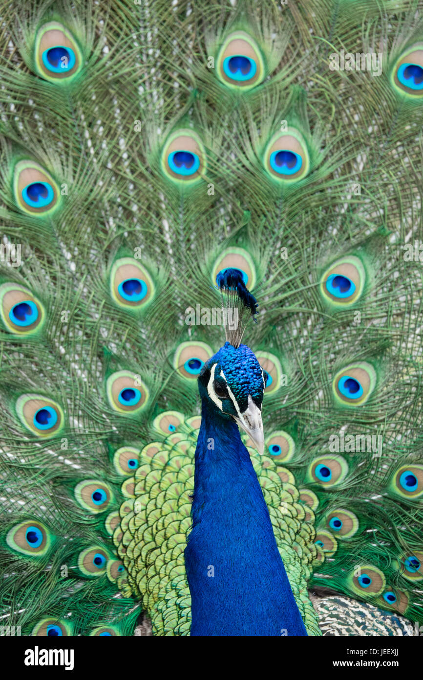Peacock showing feathers. Exotic bird plumage. Wildlife pattern with eyes. Stock Photo