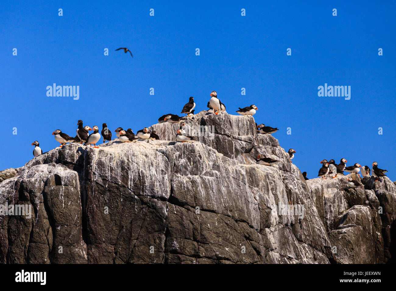 farne-islands-bird-colony-puffins-nesting-on-the-cliffs-of-the-farne
