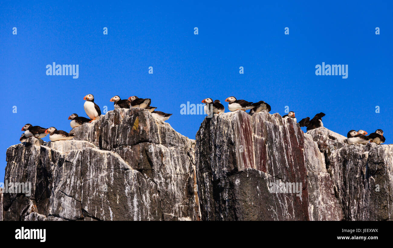 farne-islands-bird-colony-puffins-nesting-on-the-cliffs-of-the-farne