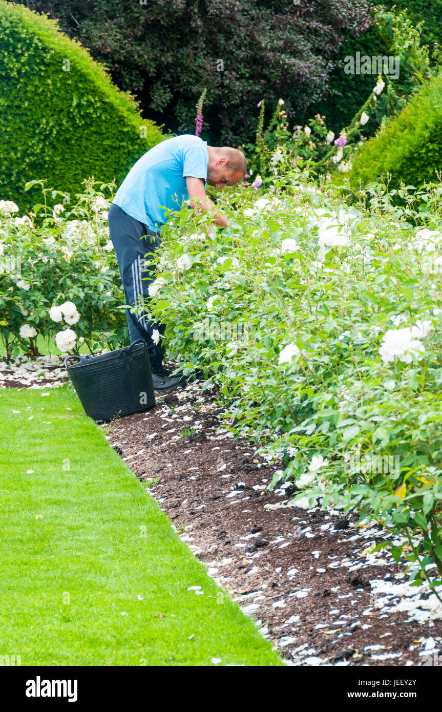 A gardener working in a flower bed deadheading roses Stock Photo