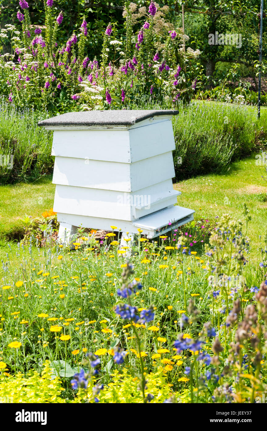 Traditional white wooden beehive in an English country garden in the summer Stock Photo