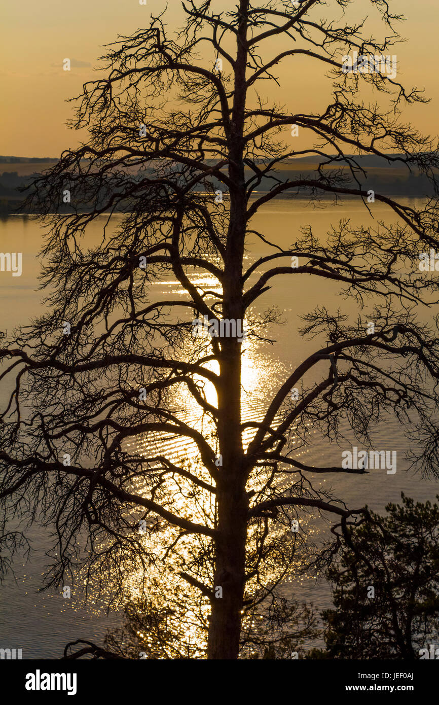Silhouette of an old tree on background sunset Stock Photo - Alamy