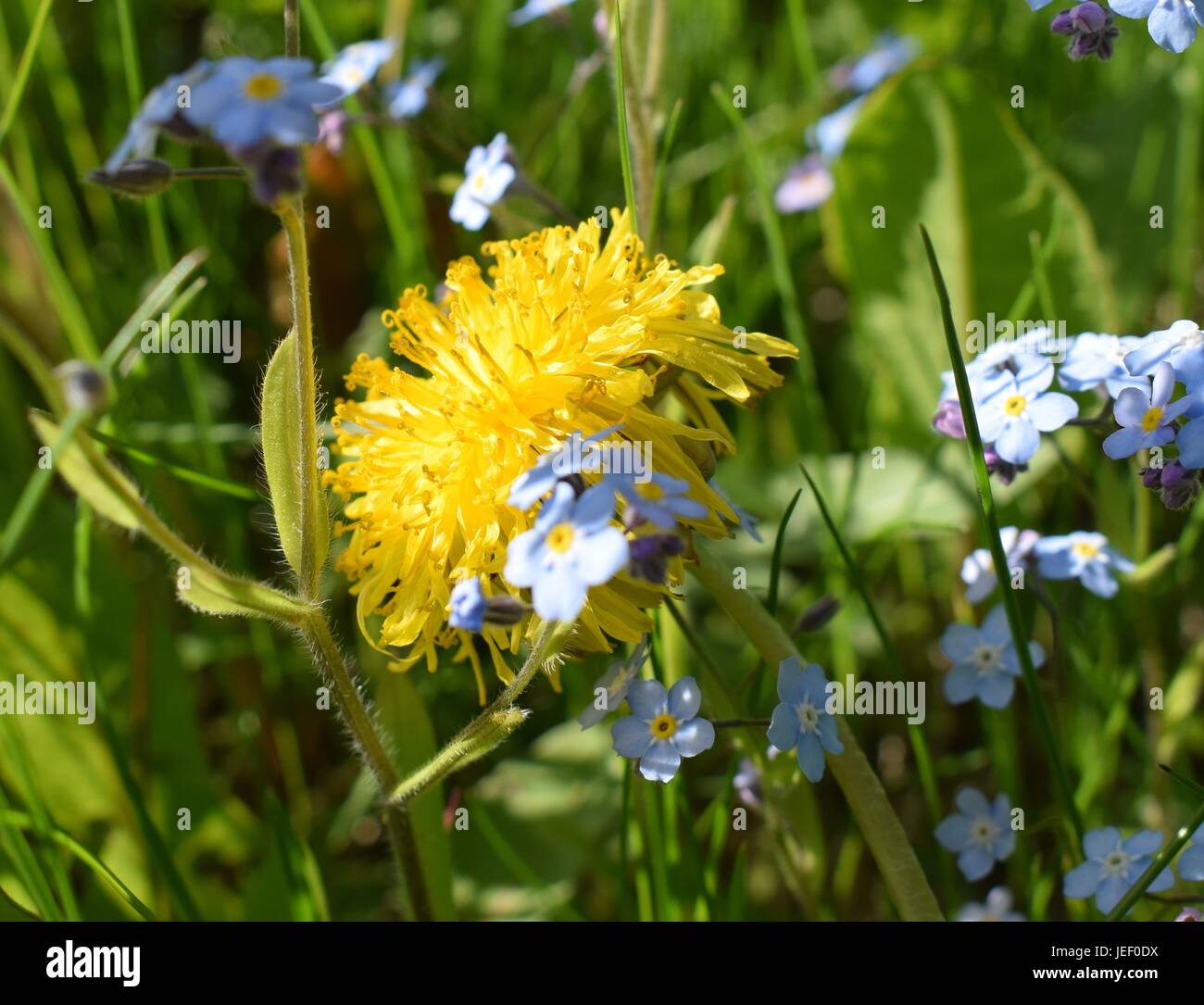 Dandelion flower surrounded by forget-me-nots Stock Photo