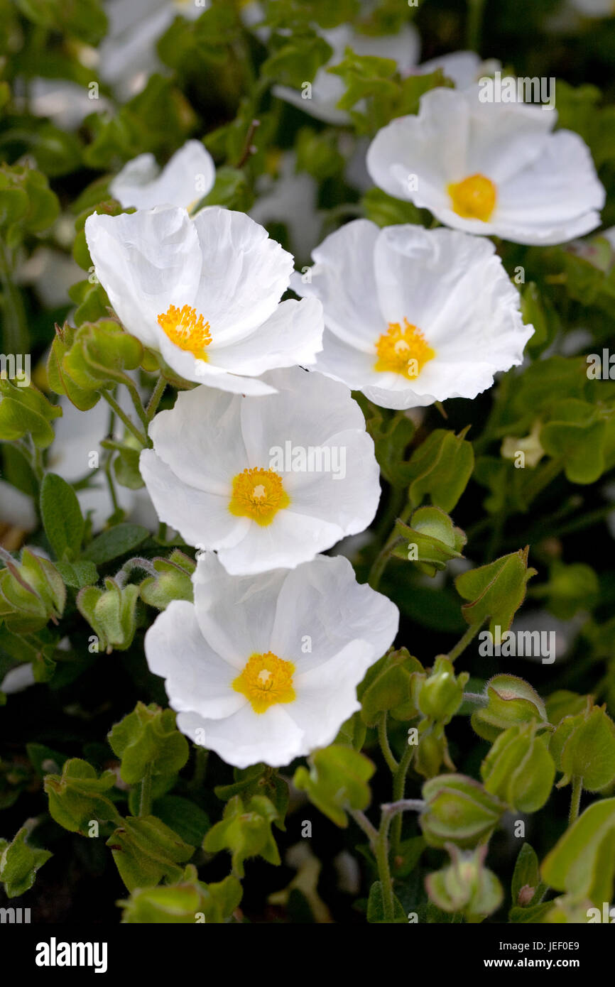 Cistus x obtusifolius 'Thrive'. Sun rockrose flowers. Stock Photo