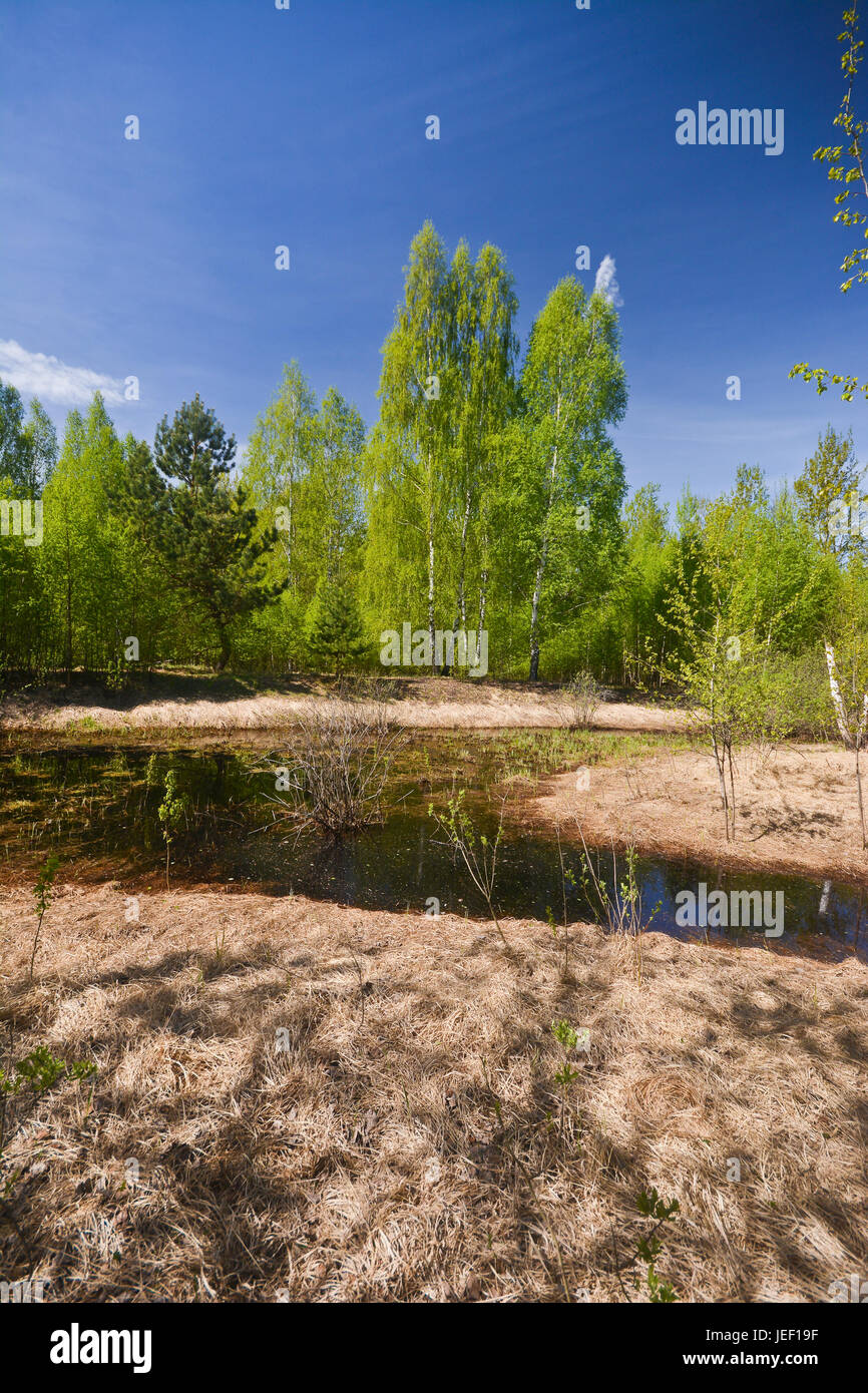 Spring in the forest. May landscape in the national park of central ...