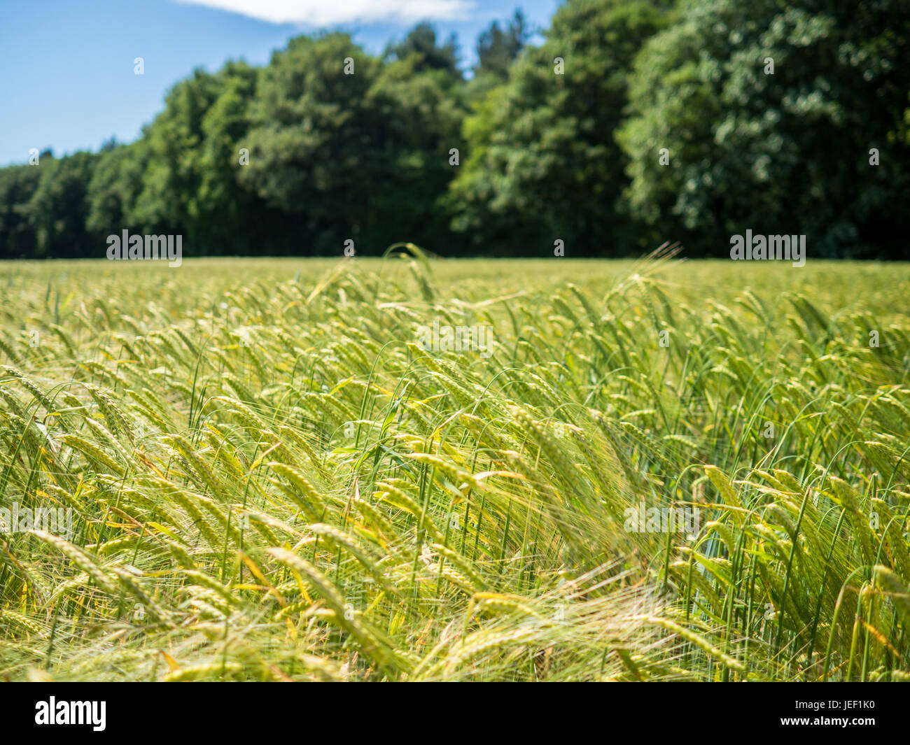 Unripe wheat blowing in a light breeze in farmland in Hertfordshire, England, beneath clear blue skies on a sunny day. Stock Photo