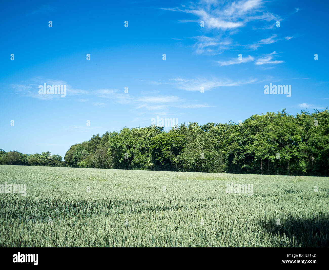 Unripe wheat blowing in a light breeze in farmland in Hertfordshire, England, beneath clear blue skies on a sunny day. Stock Photo