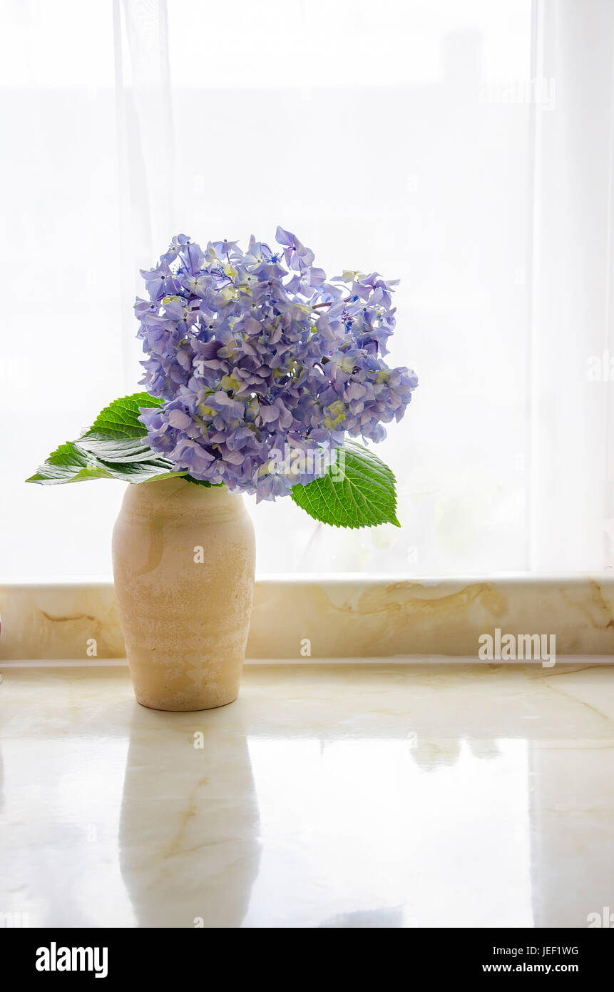 huge blue hydrangea in a vase against a window backlight Stock Photo