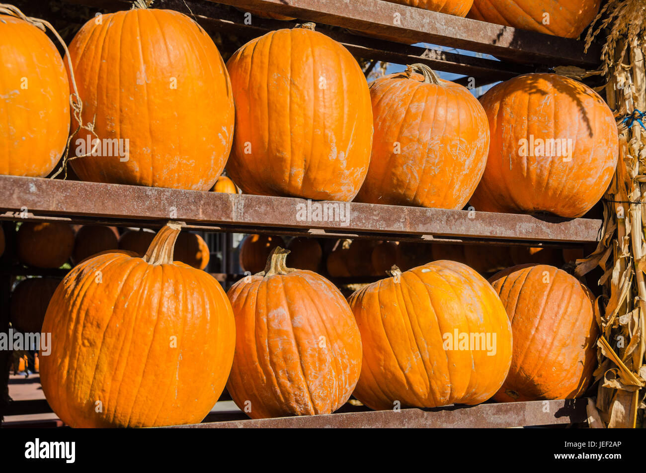 Shelves of pumpkins on display at a market in autumn Stock Photo