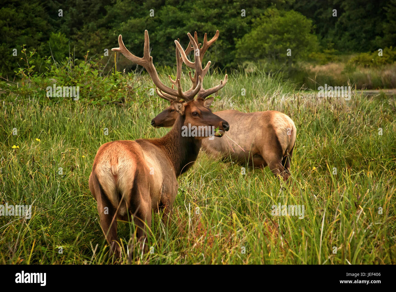 Male elks hi res stock photography and images Alamy