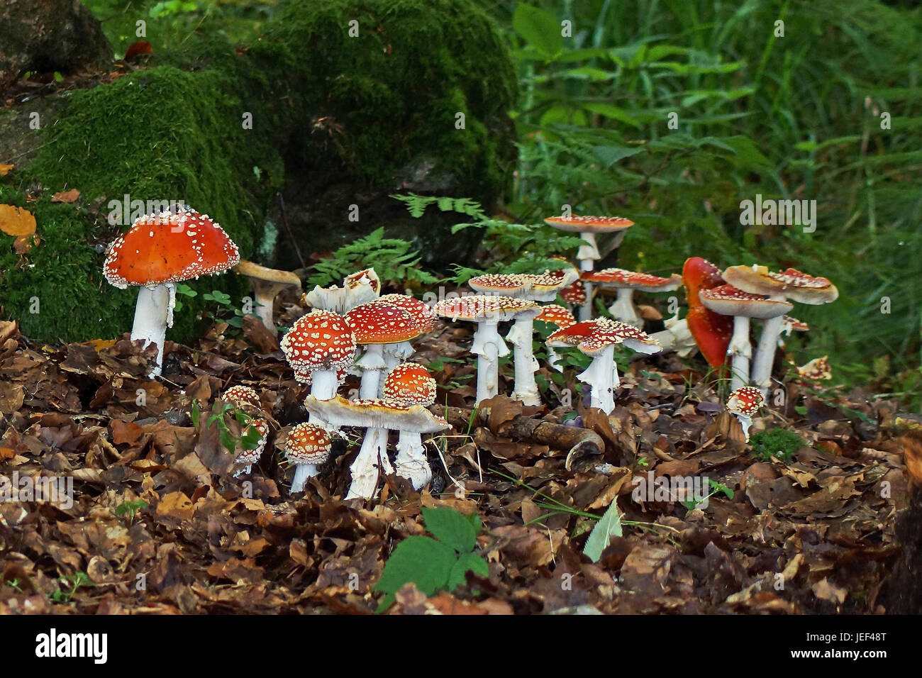 Group of fly agarics on the forest ground, Amanita muscaria,                             , Gruppe Fliegenpilze am Waldboden Stock Photo