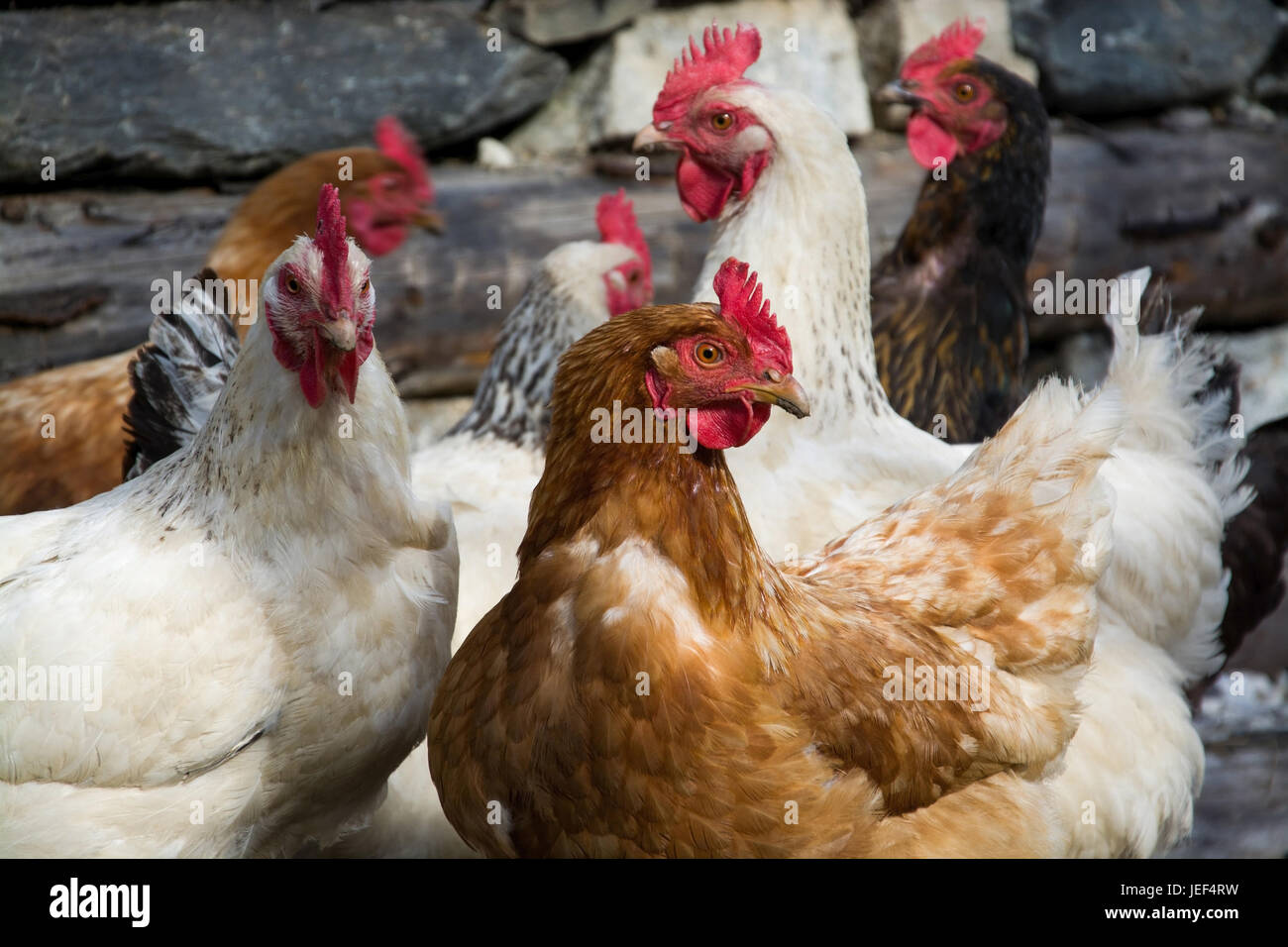 Freely running chickens on a farm in Austria., Frei laufende Hühner auf