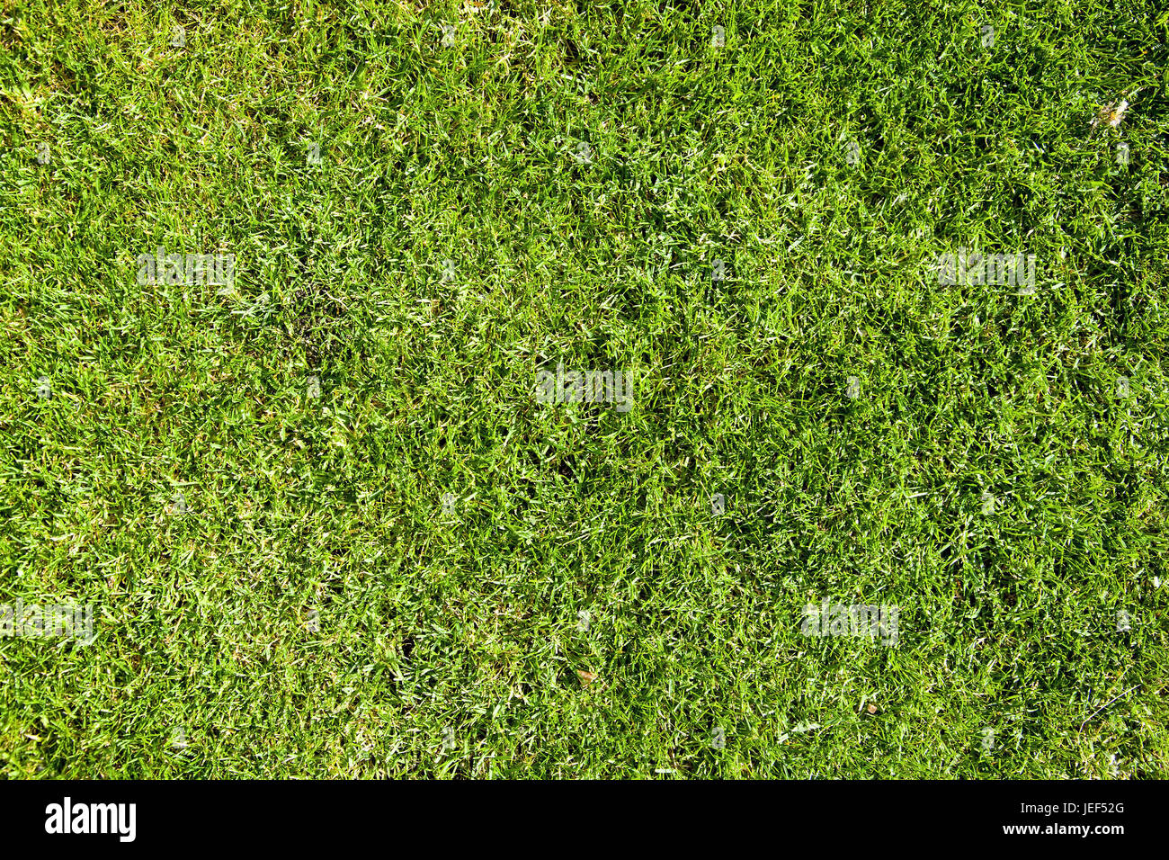 blade of grass Stock Photo Alamy