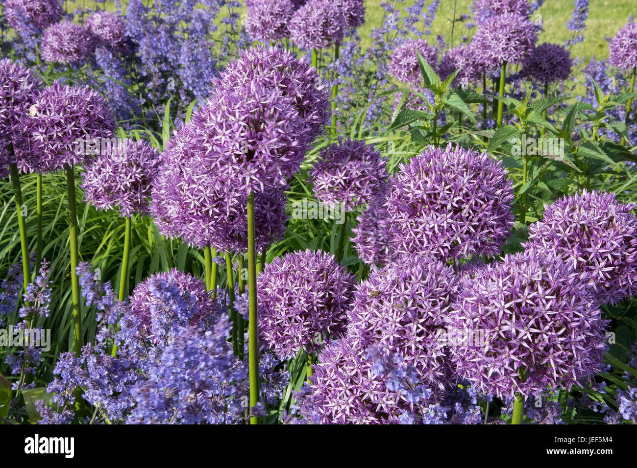 The ornamental leek allium aflatunense belongs to the leek kinds ...