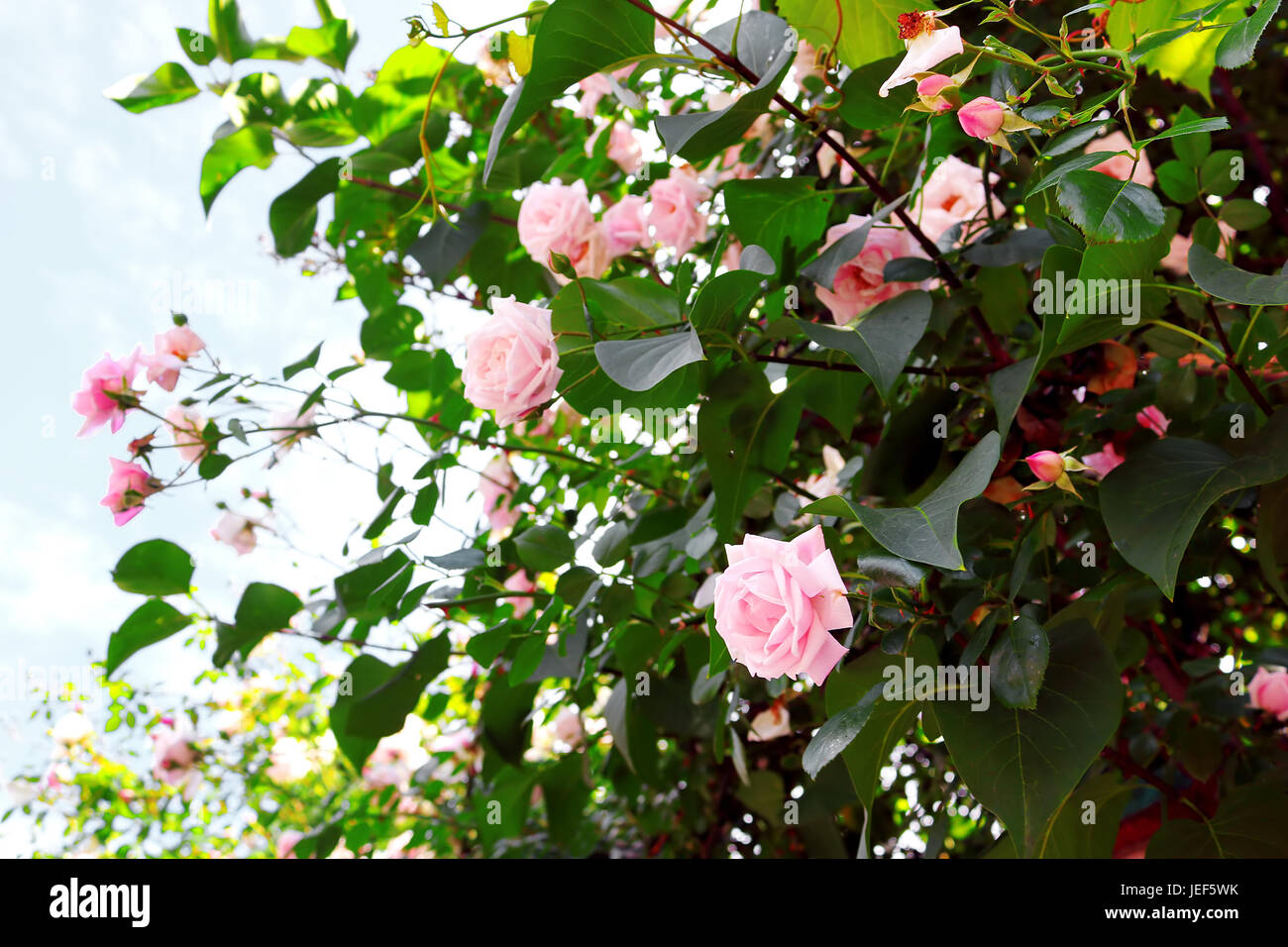 Budding white roses hi-res stock photography and images - Alamy