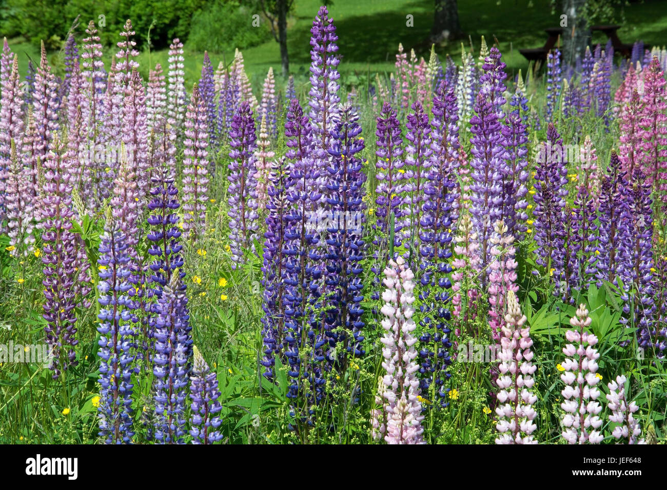 The lupins, seldom also wolf bean or cowardly bean called, are a plant type in the subfamily of the Schmetterlingsbl?tler (Faboideae) within the famil Stock Photo