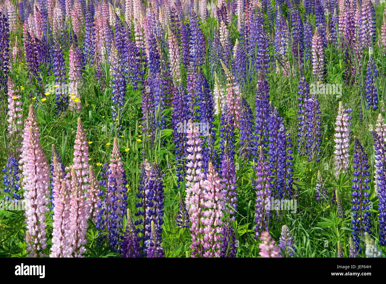 The lupins, seldom also wolf bean or cowardly bean called, are a plant type in the subfamily of the Schmetterlingsbl?tler (Faboideae) within the famil Stock Photo