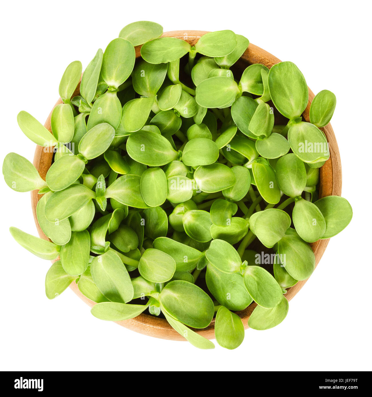 Sunflower shoots in wooden bowl. Fresh sprouts of the oilseed Helianthus Annuus, the common sunflower. Green edible plants. Isolated macro food photo. Stock Photo
