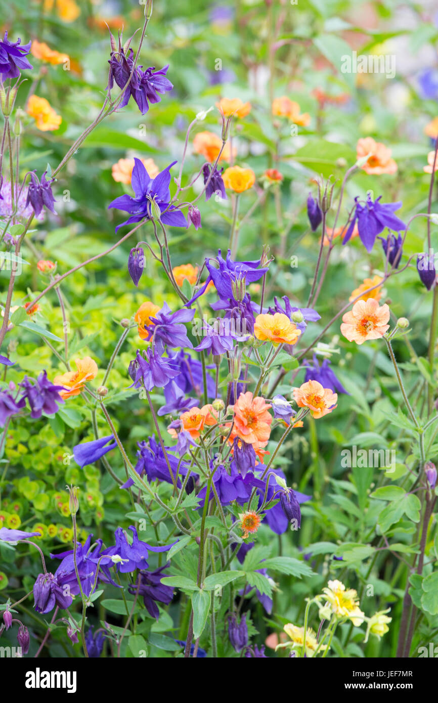 Aquilegia and Geum's in a cottage garden, England, UK Stock Photo