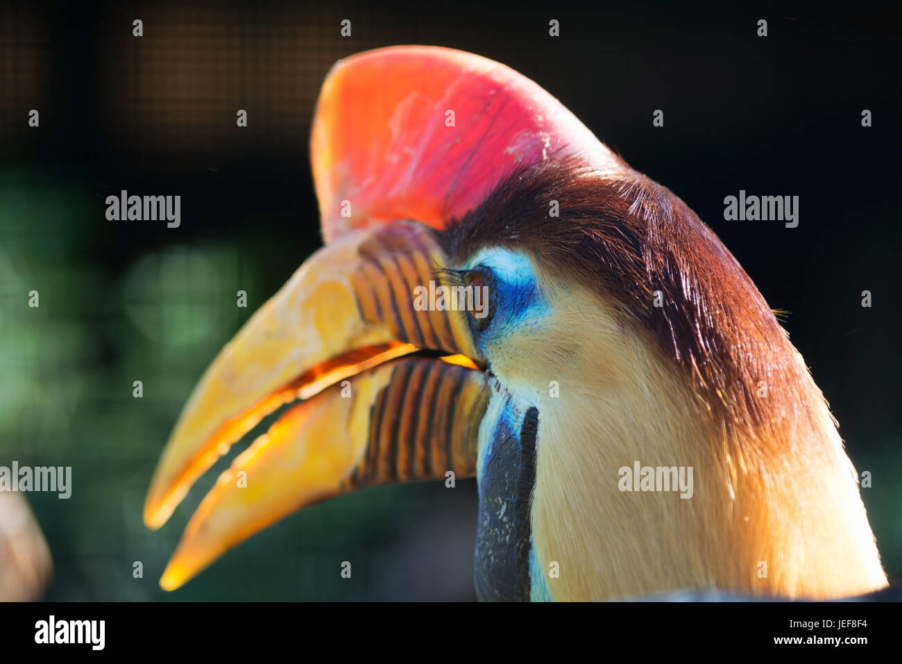 Helmet horn bird, lateinsch called Aceros cassidix., Helmhornvogel, lateinsch genannt Aceros cassidix. Stock Photo