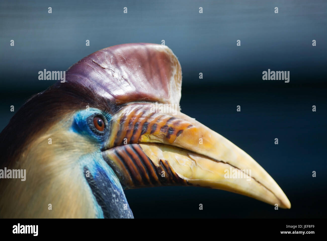 Helmet horn bird, lateinsch called Aceros cassidix., Helmhornvogel, lateinsch genannt Aceros cassidix. Stock Photo