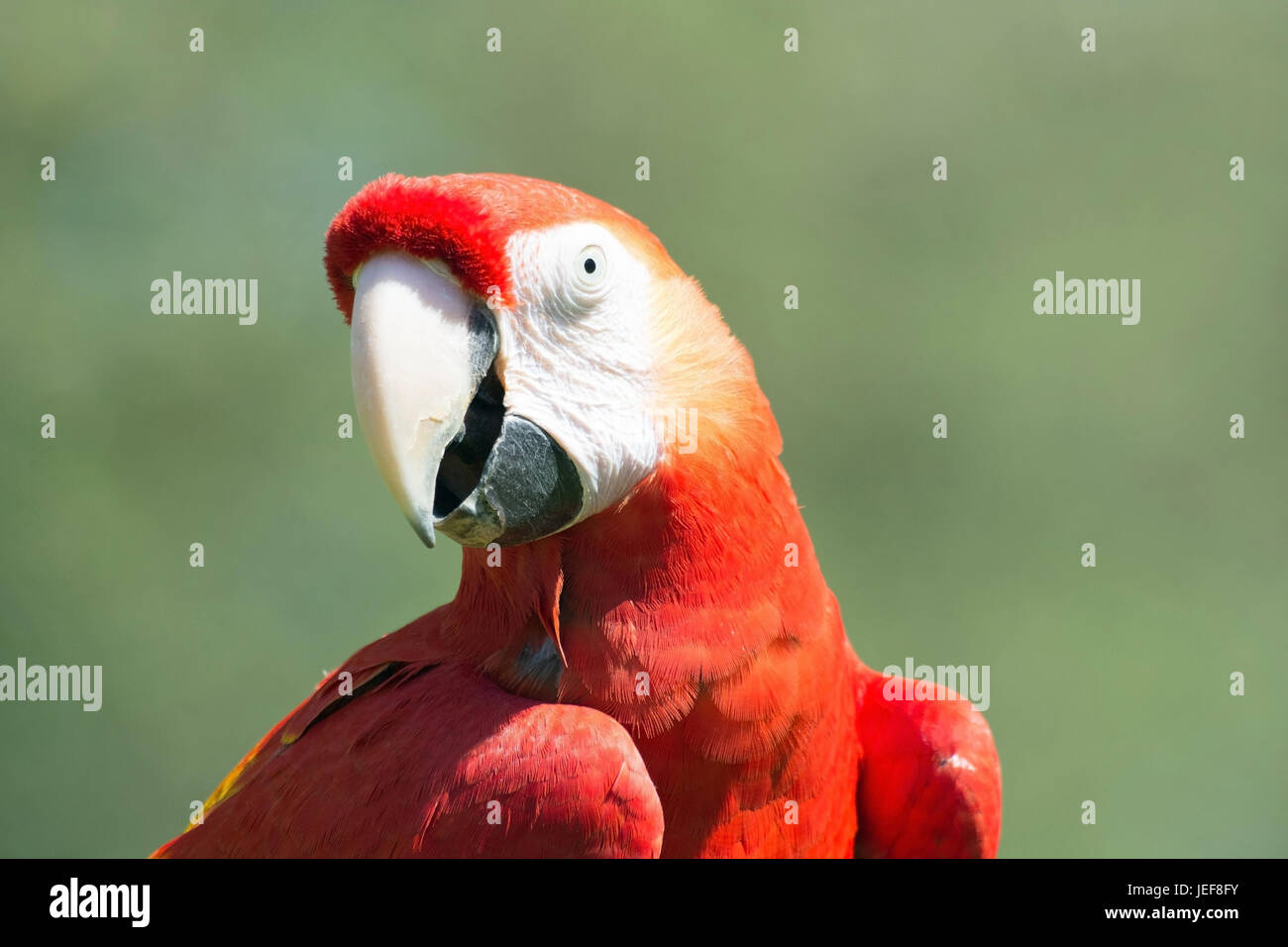 Portrait of a lightred Ara, in Latin Ara Macao., Portrait eines Hellroter Ara, lateinisch Ara