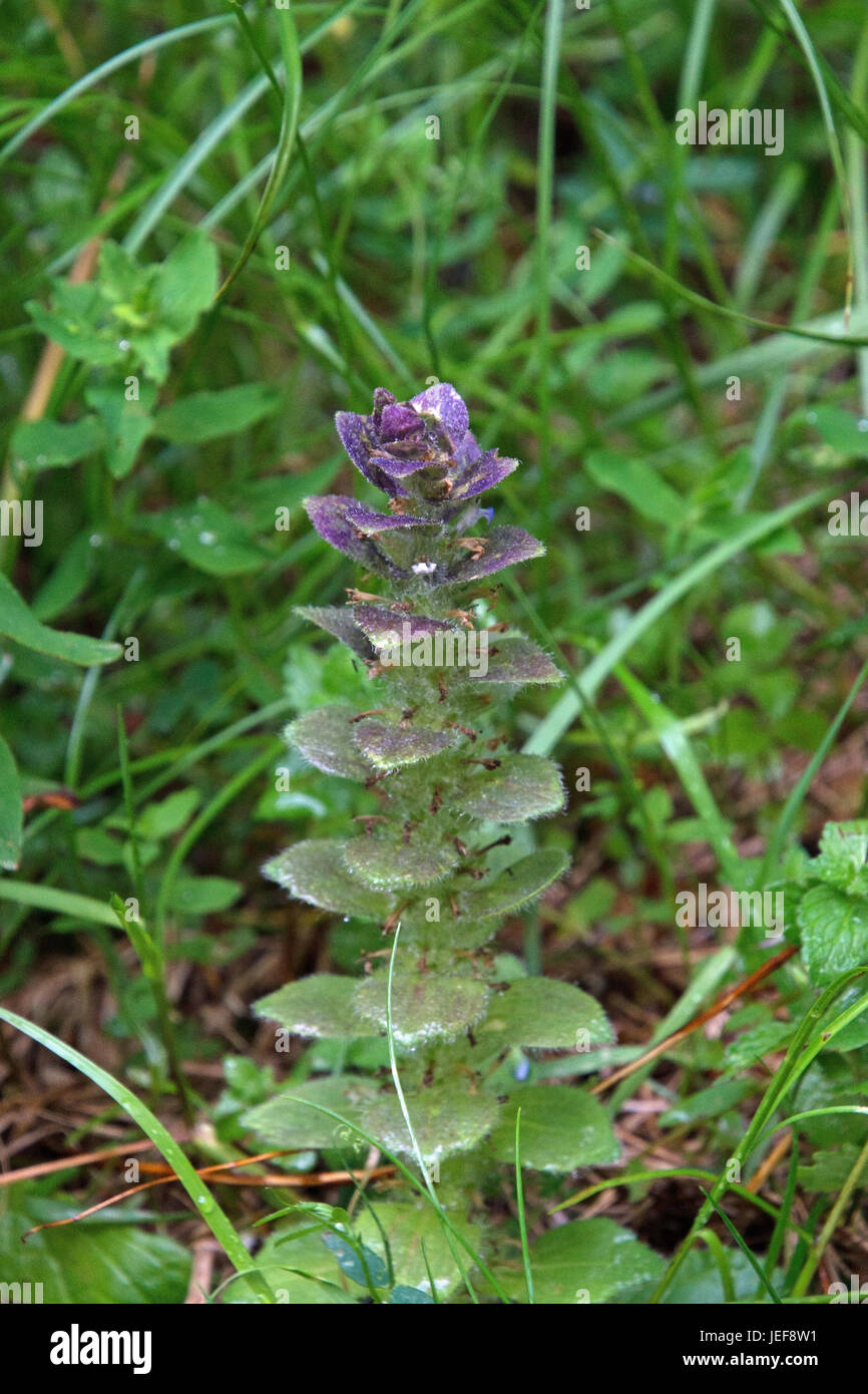 The Pyramiden-G?nsel (Ajuga pyramidalis) is botanical species from the family of the Lippenbl?tler (Lamiaceae)., Der Pyramiden-Günsel (Ajuga pyramidal Stock Photo