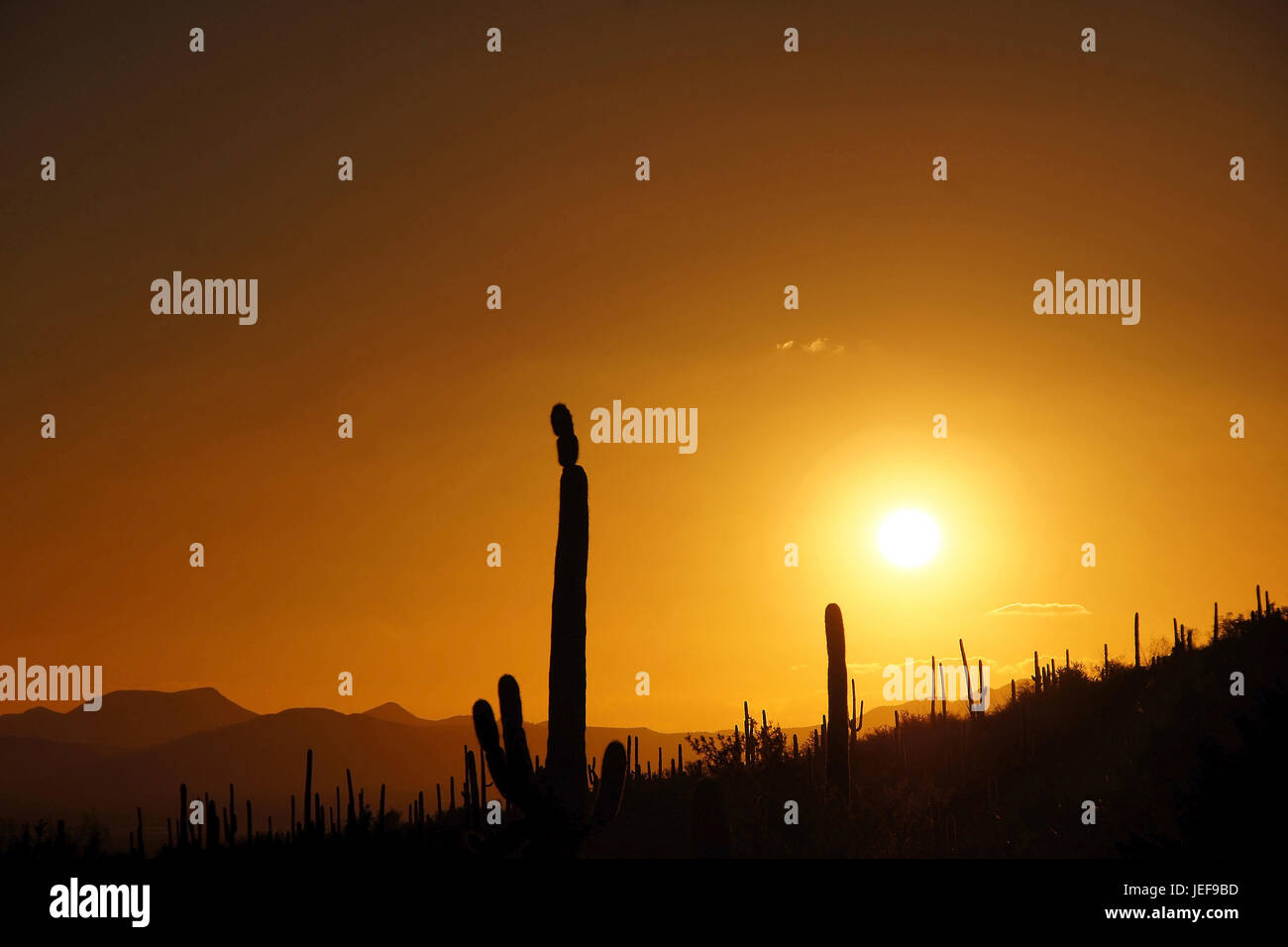 Organ Pipe Cactus NM, Arizona, the USA, USA Stock Photo