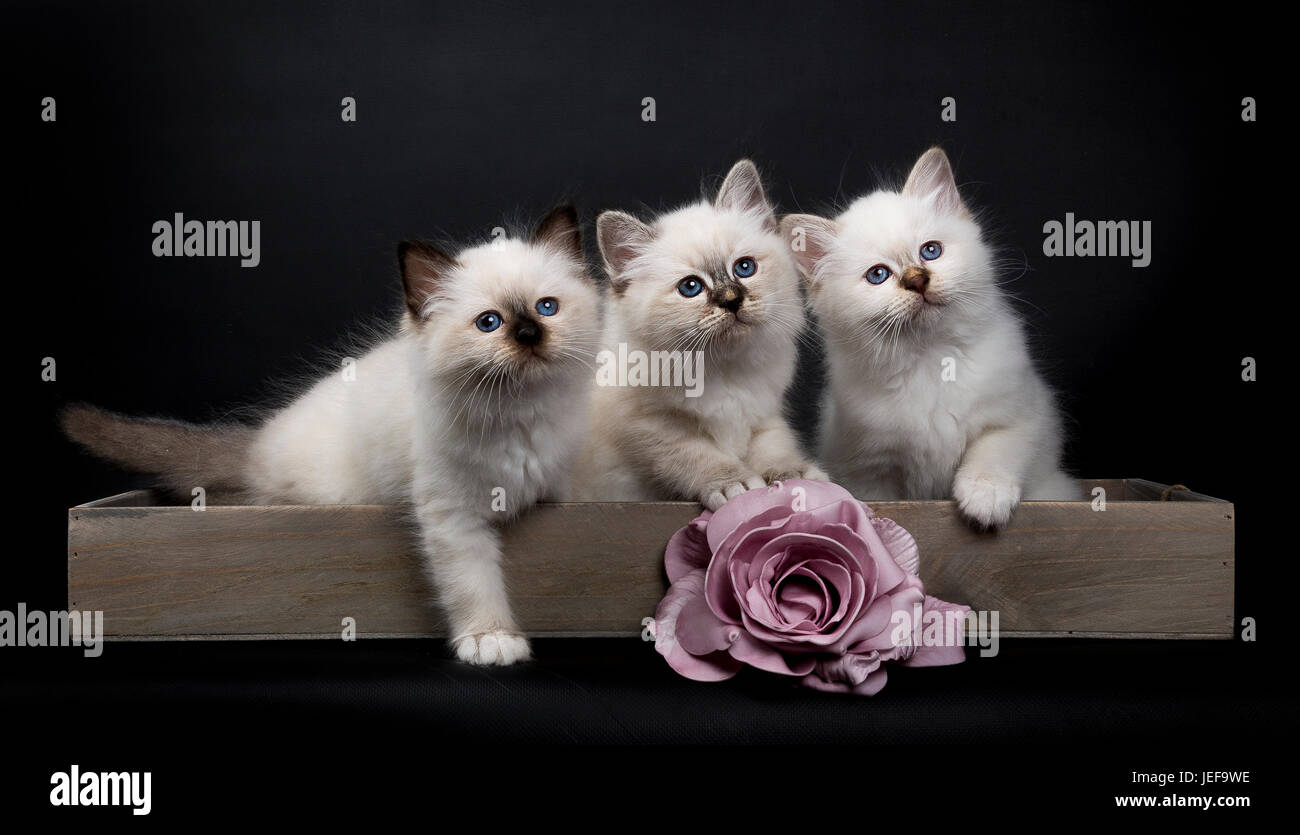 Three Sacred Birman kittens sitting in wooden tray with pink rose looking up, isolated on black background Stock Photo