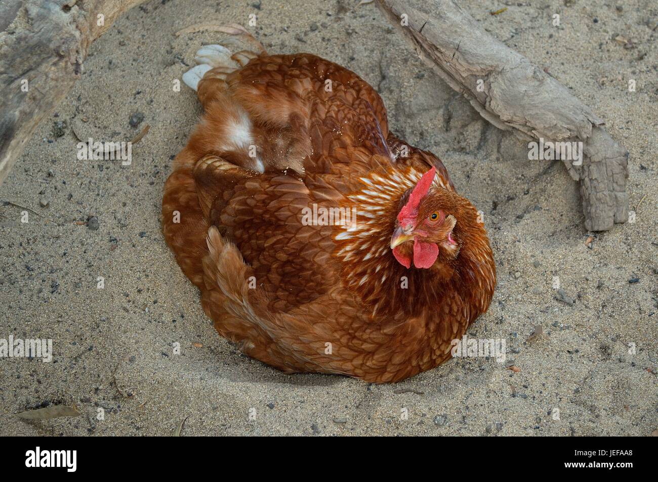 Hyline brown hen relaxing Stock Photo