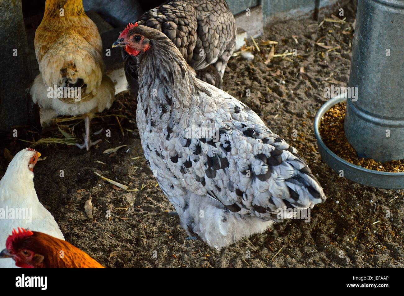 Australorp splash hires stock photography and images Alamy