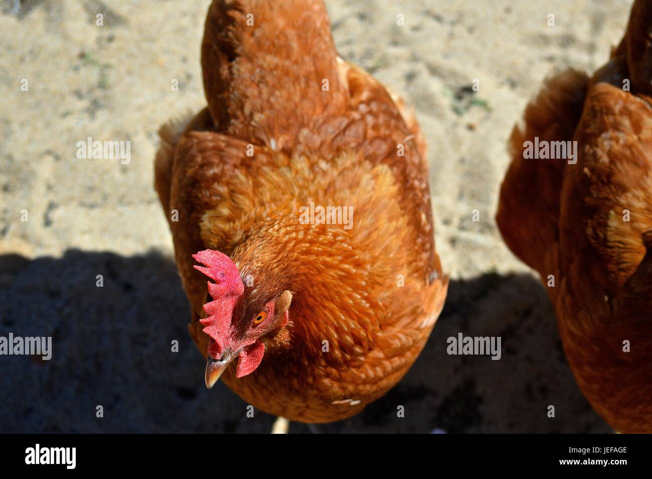 Hyline brown hen Stock Photo