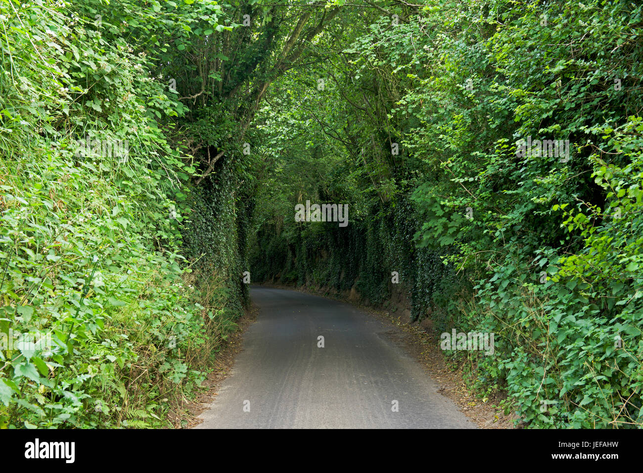 Sunken lane near East Coker, Somerset, England UK Stock Photo Alamy