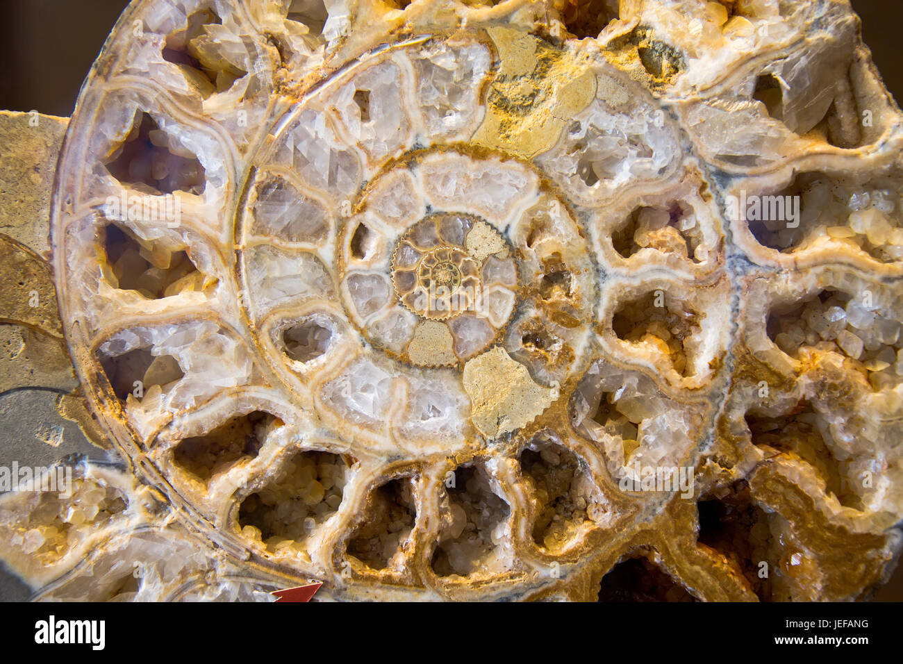 Ammonite Stock Photo
