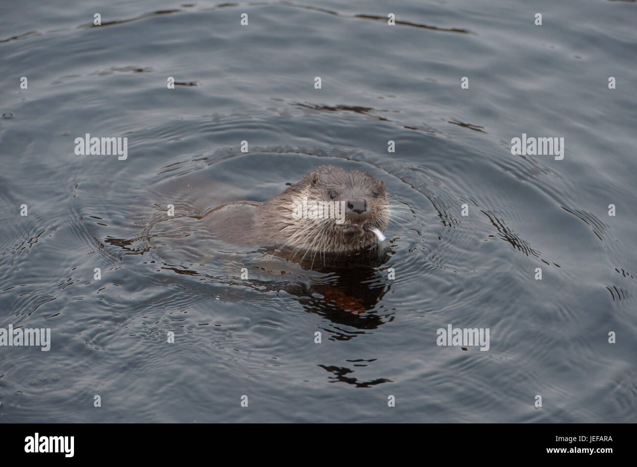 Wild Otter (Lutra lutra) hunting in river Helgeån, Sweden Stock Photo