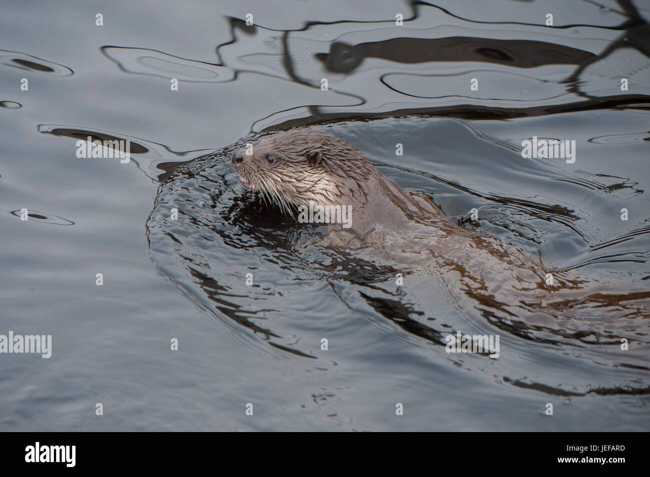 Wild Otter (Lutra lutra) hunting in river Helgeån, Sweden Stock Photo
