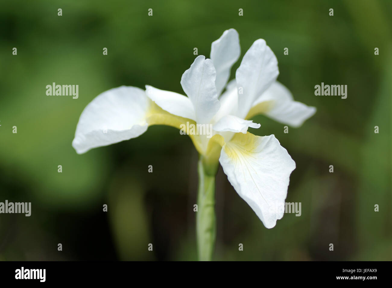 Iris sibirica 'Snow Queen' Stock Photo