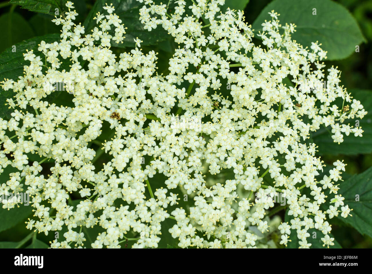 Close-up of the flowers of the Common Elder / Sambucus nigra from which elderflower wine and syrup are made. Stock Photo