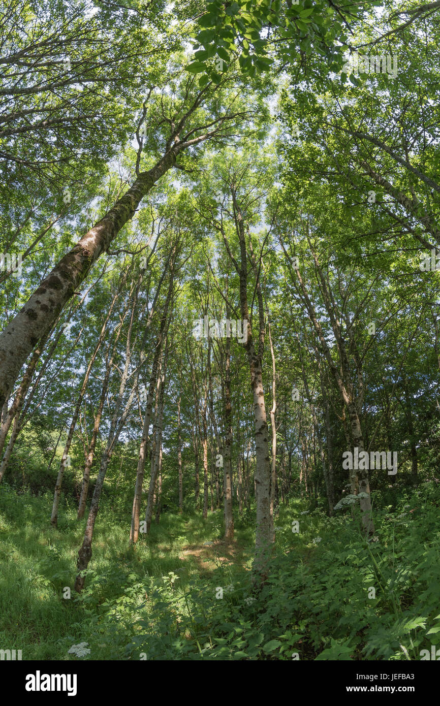 Wide-angle fisheye view of small woodland glade of trees - typical of early summer in the English countryside and woodlands. Carbon capture concept. Stock Photo