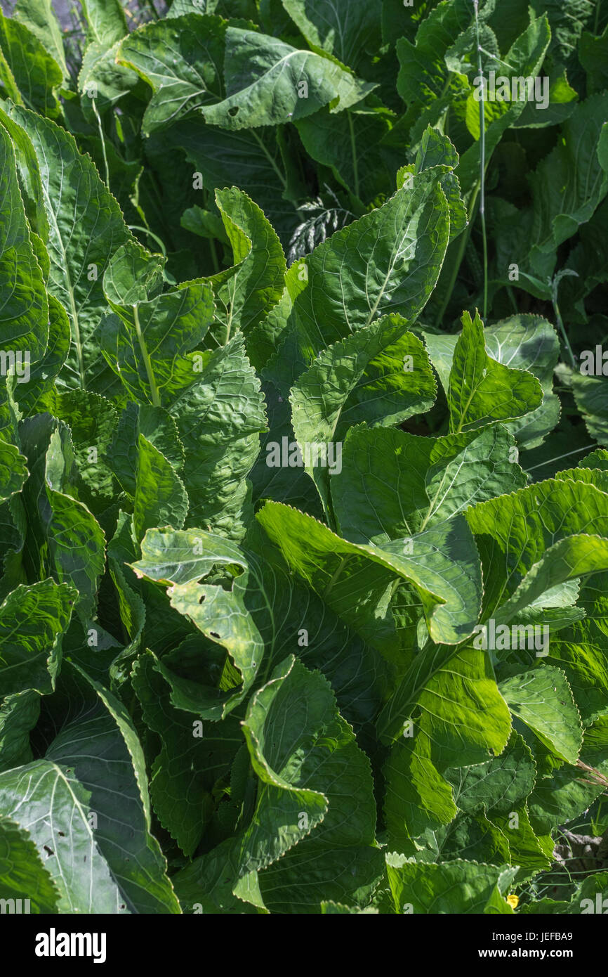 Leaves (June time) of Horseradish / Armoracia rusticana. Eaten with beef (as sauce) and formerly used in folk / herbal / popular medicine and remedies Stock Photo