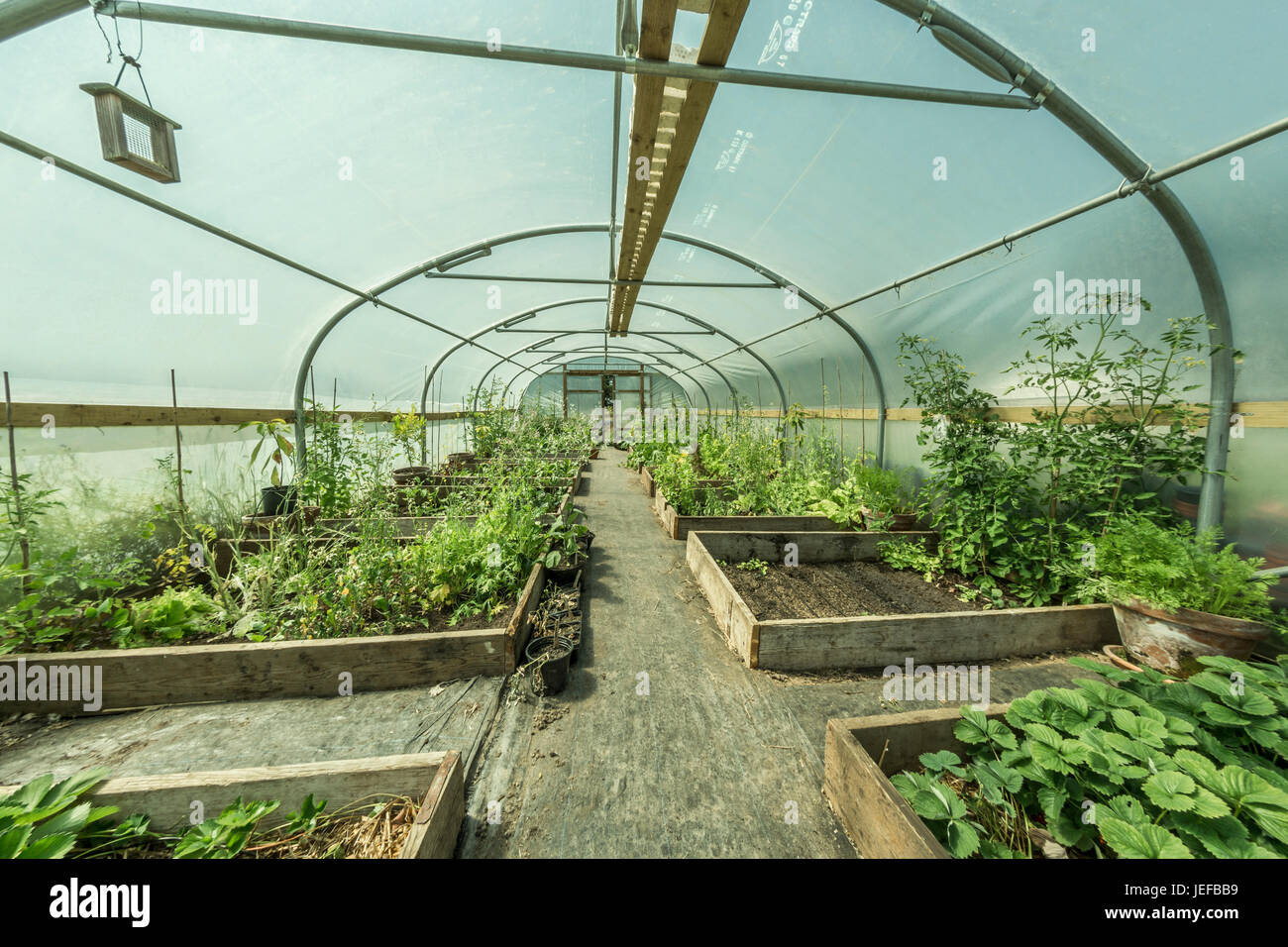 Wide-angle fisheye view inside a polytunnel growing vegetables - possible metaphor for concept of self-sufficiency, being self-reliant, grow your own. Stock Photo