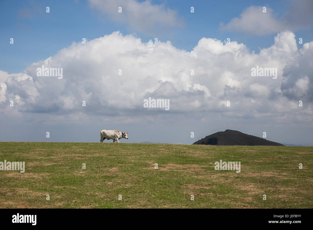 A cow on a green meadow on top of a mountain, beneath a blue sky with ...