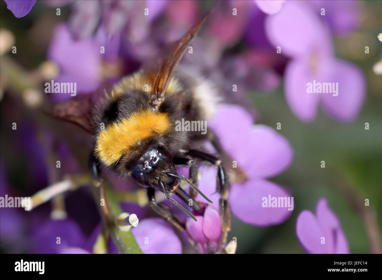 Bumble Bee On Flower Stock Photo - Alamy