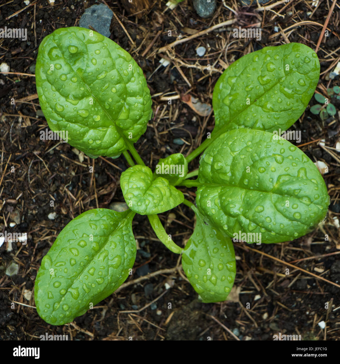 Spinach in Home Garden Stock Photo
