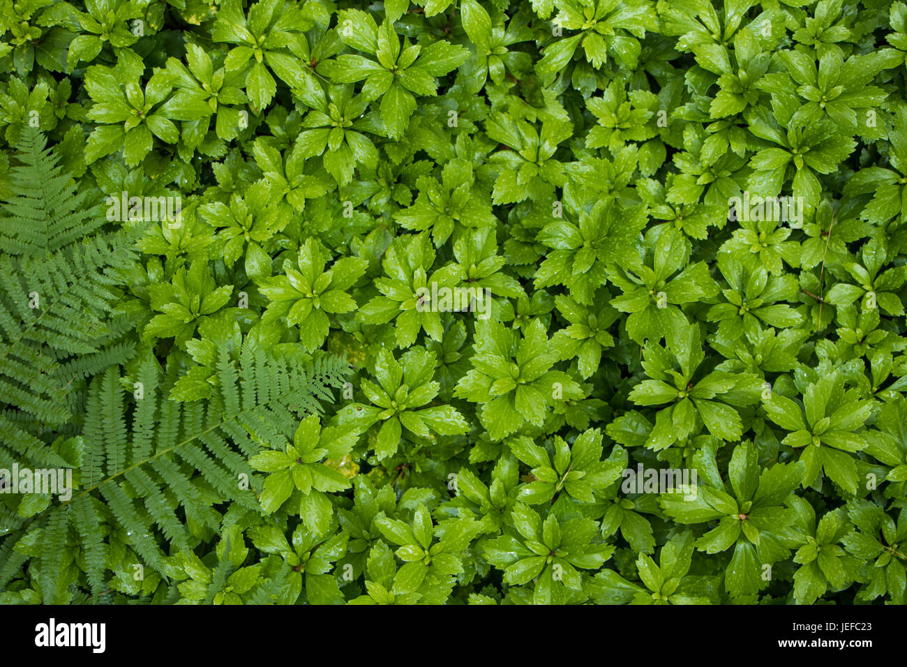 Green Pachysandra Plants after Rain Stock Photo