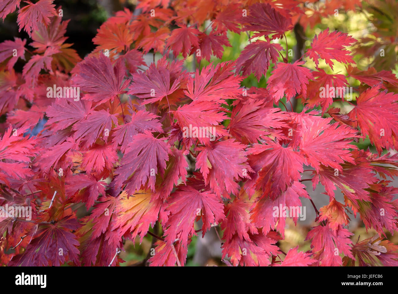 Monk's-hood-leafy maple, Acer japonicum Aconitifolium , Eisenhutblaettriger Ahorn (Acer japonicum 'Aconitifolium') Stock Photo